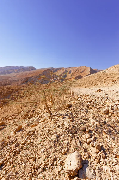 Kayalık Hills — Stok fotoğraf