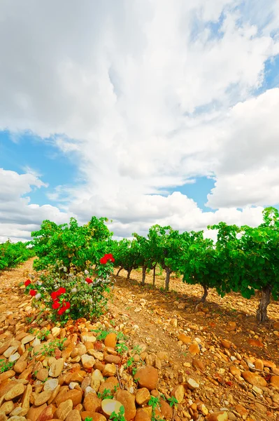 Roseto — Foto Stock