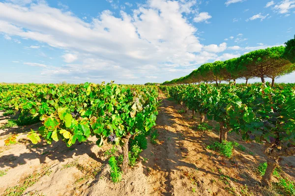 Autunno in Francia — Foto Stock