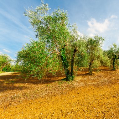 Olive grove