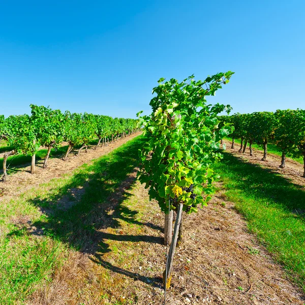 Uvas — Foto de Stock