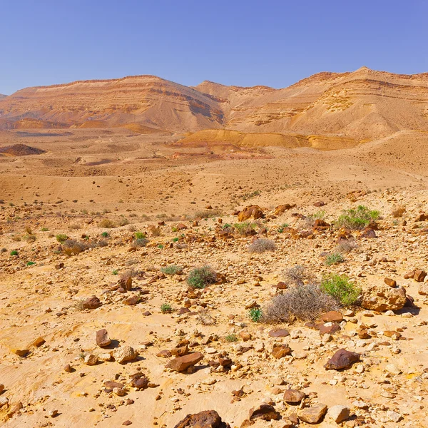 Deserto — Foto Stock