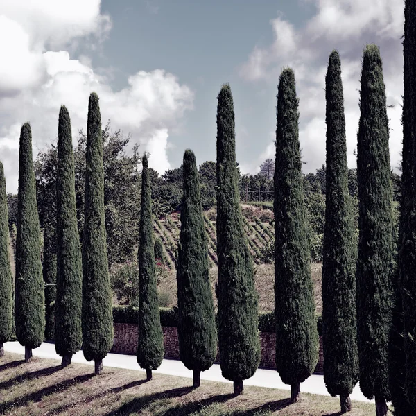 Hügel der Toskana mit Weinbergen und Zypressen — Stockfoto