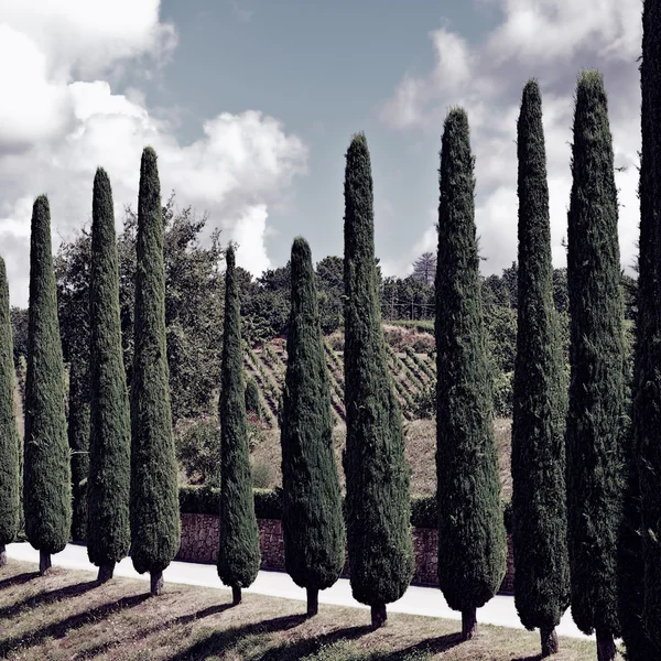 Colline de Toscane avec vignobles et cyprès — Photo