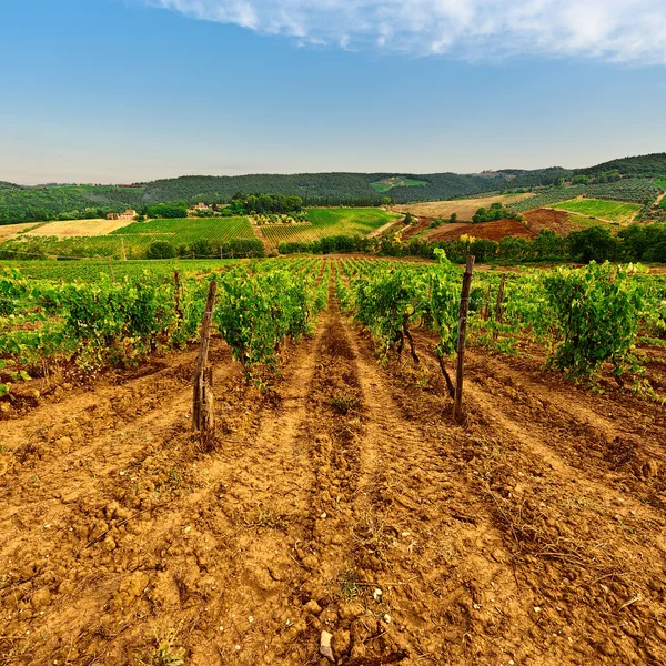 Viñedo — Foto de Stock