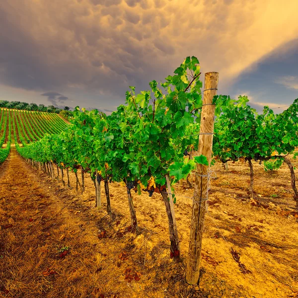 Vineyard — Stock Photo, Image