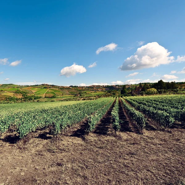 Vineyard — Stock Photo, Image