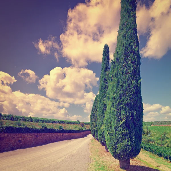 Heuvel van Toscane met wijngaarden en cipressen — Stockfoto