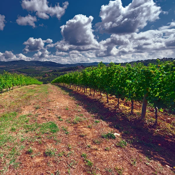 Weinberg — Stockfoto