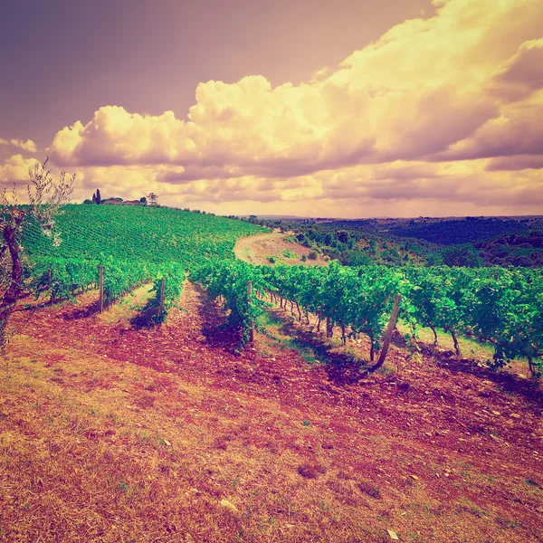 Vineyard — Stock Photo, Image