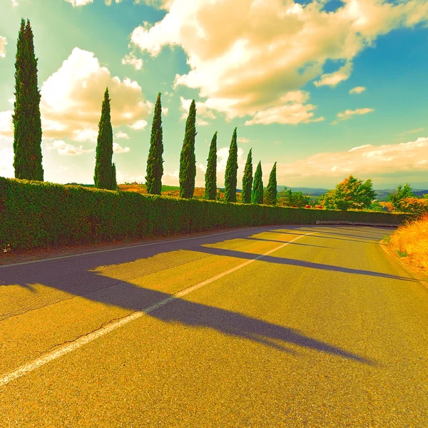 asfalt yol ve gün batımında selvi