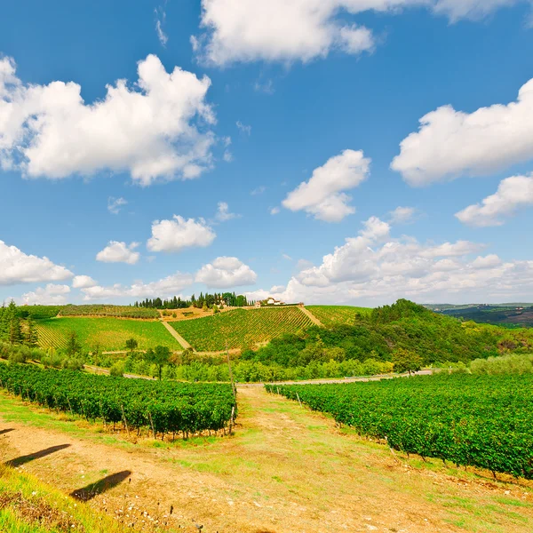 Vineyards — Stock Photo, Image