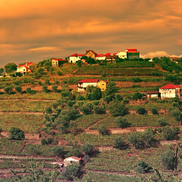 Vinhas — Fotografia de Stock