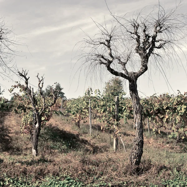 Trees — Stock Photo, Image