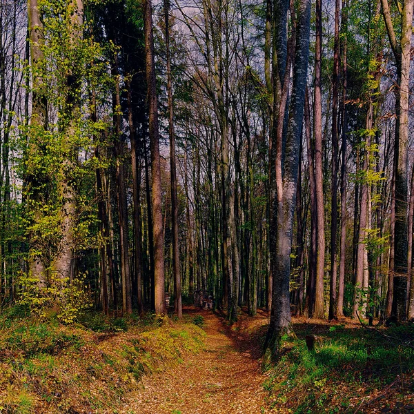 Floresta — Fotografia de Stock