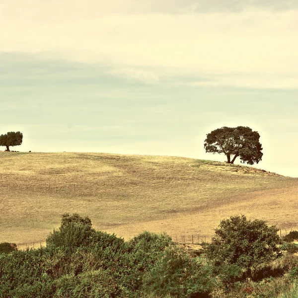 Деревья — стоковое фото