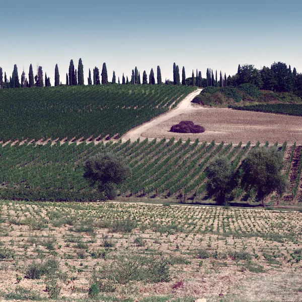 Colina de Toscana con viñedo en la región del Chianti —  Fotos de Stock