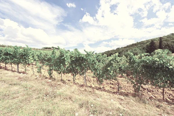 Vignoble — Photo