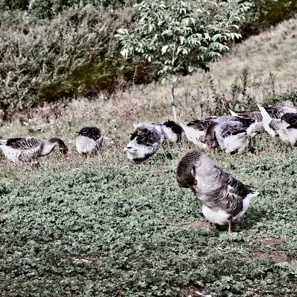 Geese — Stock Photo, Image