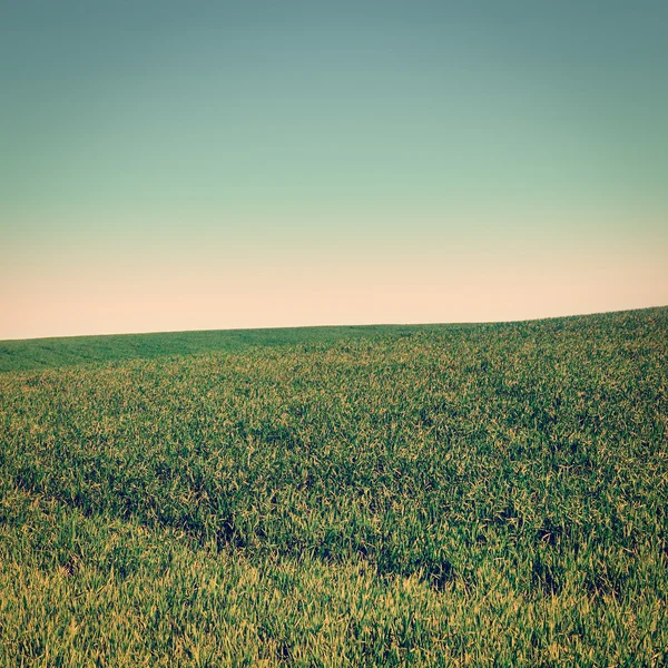 Green Grass — Stock Photo, Image