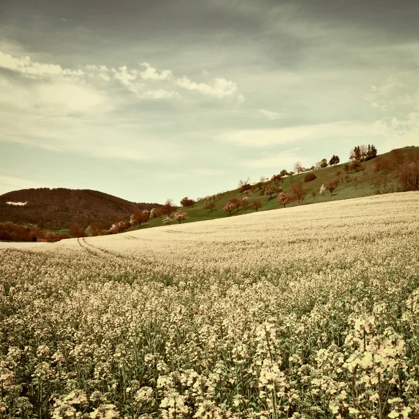 Otlak — Stok fotoğraf