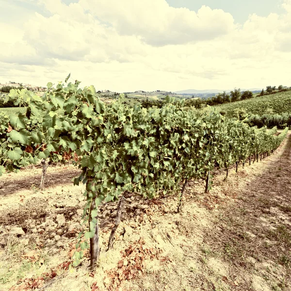 Vineyard — Stock Photo, Image