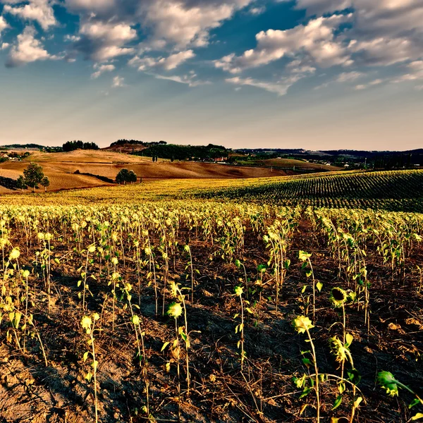 Sunflower — Stock Photo, Image