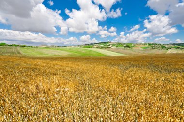 Wheat Fields clipart
