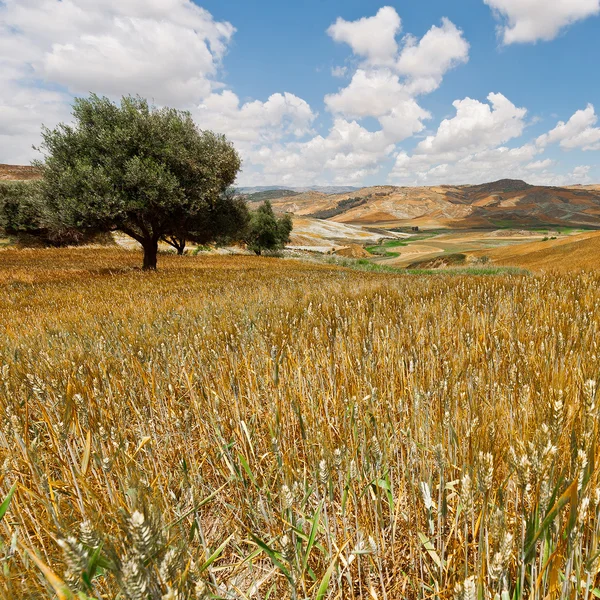 Weizenfelder — Stockfoto