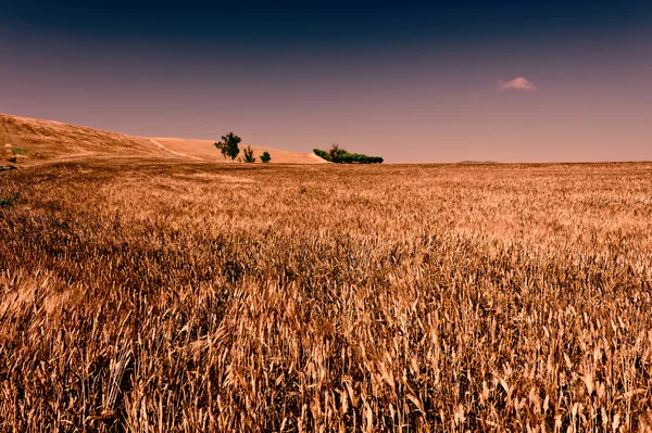 Campos de trigo — Fotografia de Stock