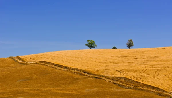 Buğday alanları — Stok fotoğraf