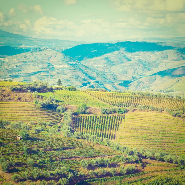 Vineyards — Stock Photo, Image