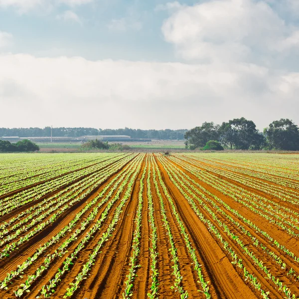 Landwirtschaft — Stockfoto