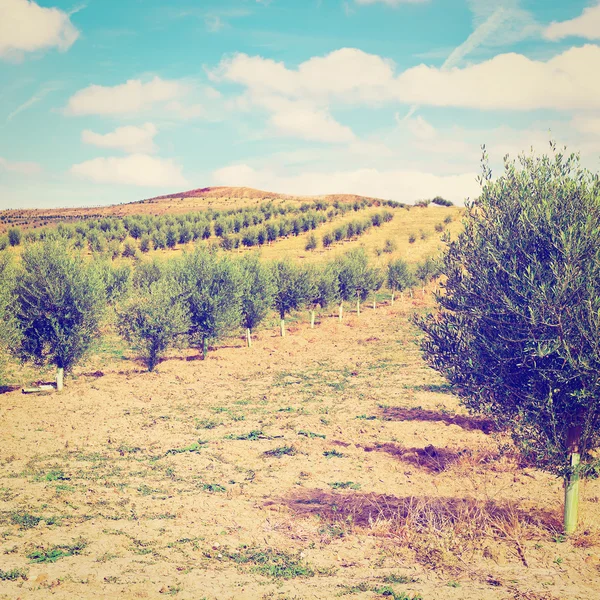 Eğimli tepeler — Stok fotoğraf