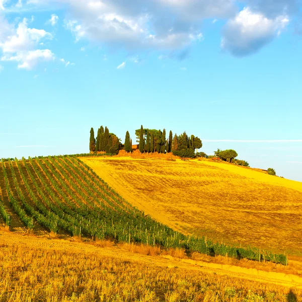 Colline De La Toscane — Photo