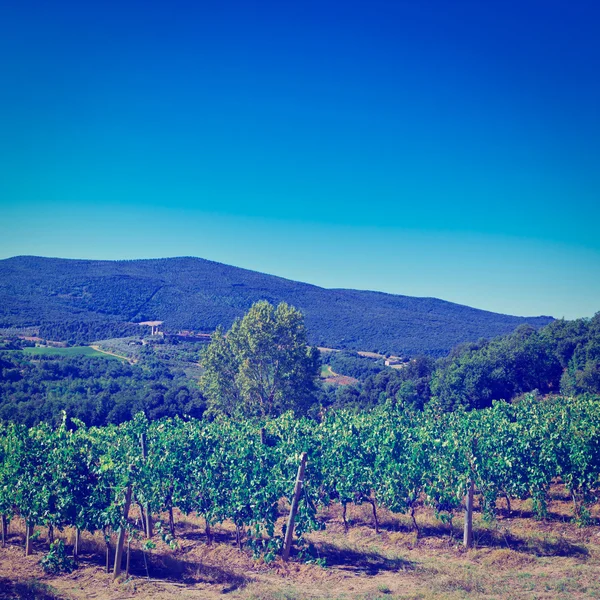 Vignoble — Photo