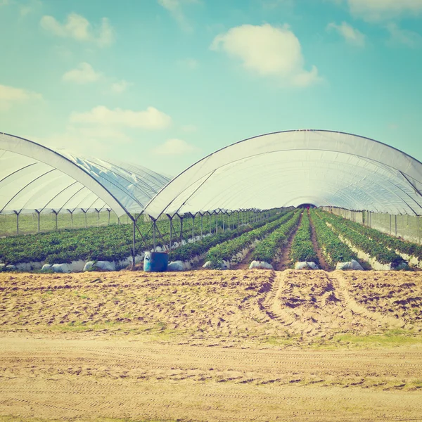 Greenhouse — Stock Photo, Image