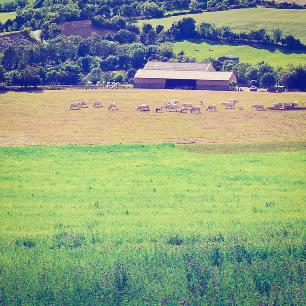 Bauernhof — Stockfoto