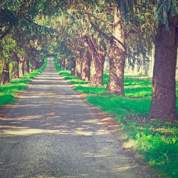 Forest Road — Stock Photo, Image