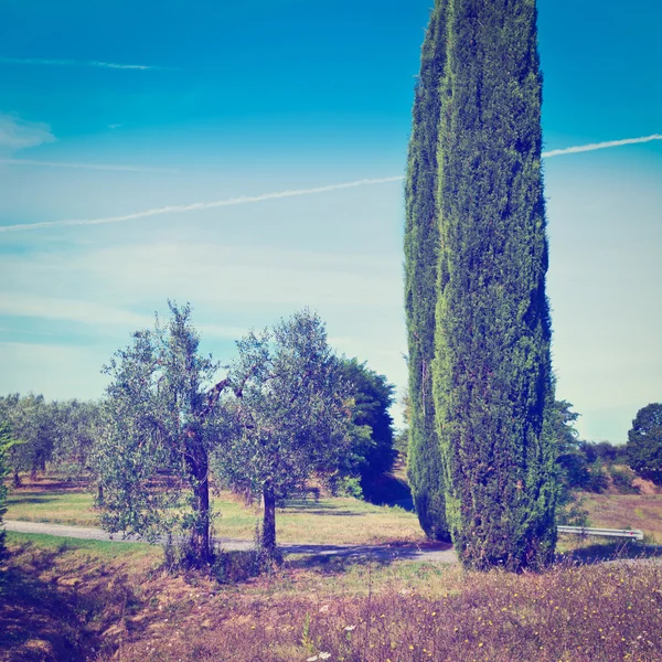 Two Cypress — Stock Photo, Image