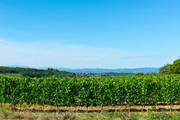 Vineyard — Stock Photo, Image