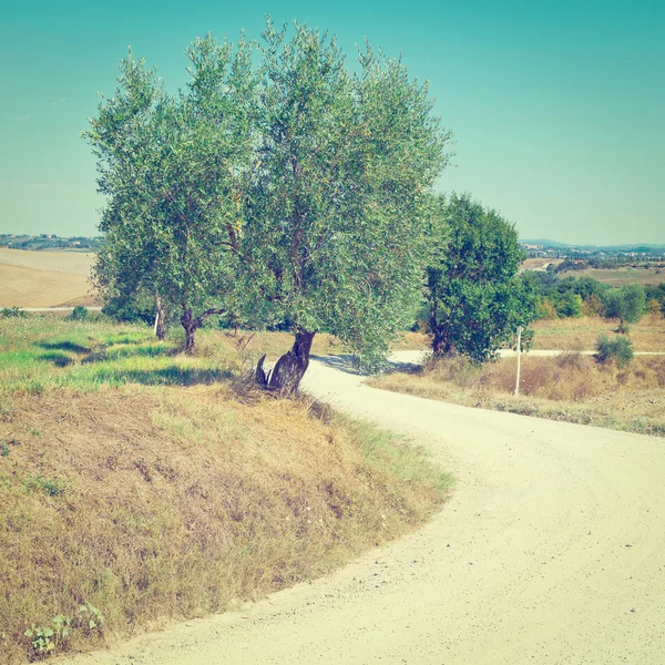 Zeytin ağacı — Stok fotoğraf