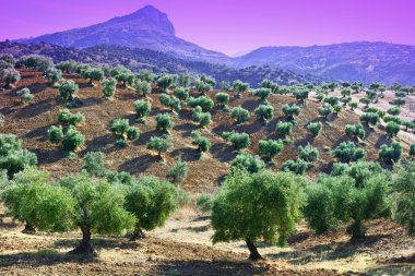 Zeytin Groves gün batımında