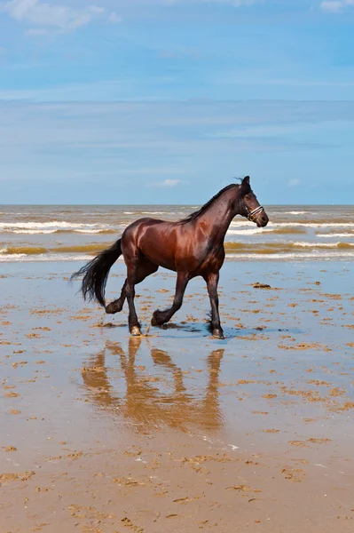 Caballo bailando — Foto de Stock