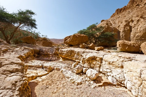 Desierto en primavera — Foto de Stock