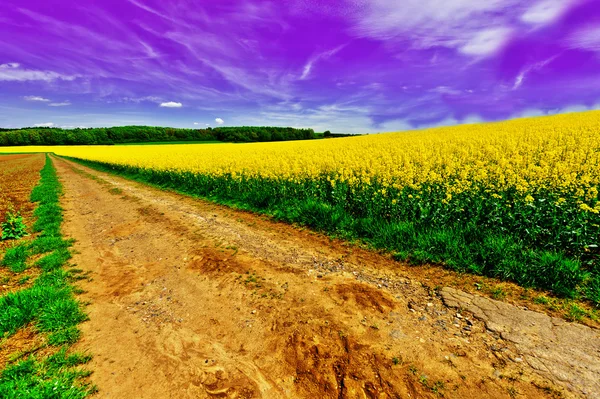 Campos de alfafa — Fotografia de Stock