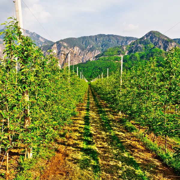 Birnenplantage — Stockfoto