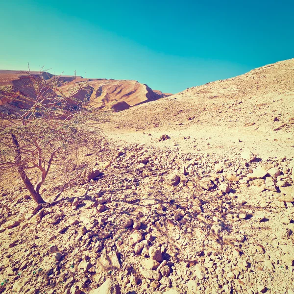 Negev — Stockfoto