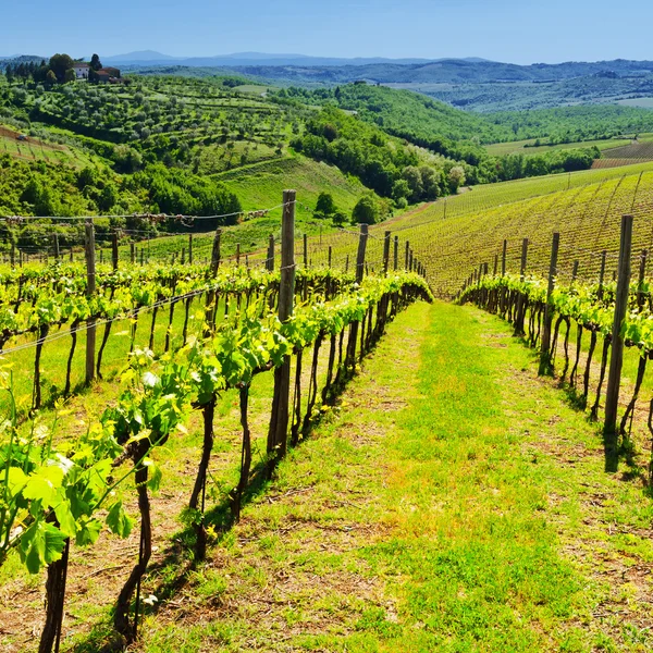 Vineyard — Stock Photo, Image