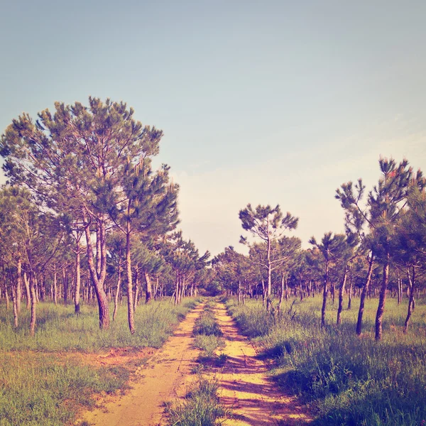 Floresta de coníferas — Fotografia de Stock